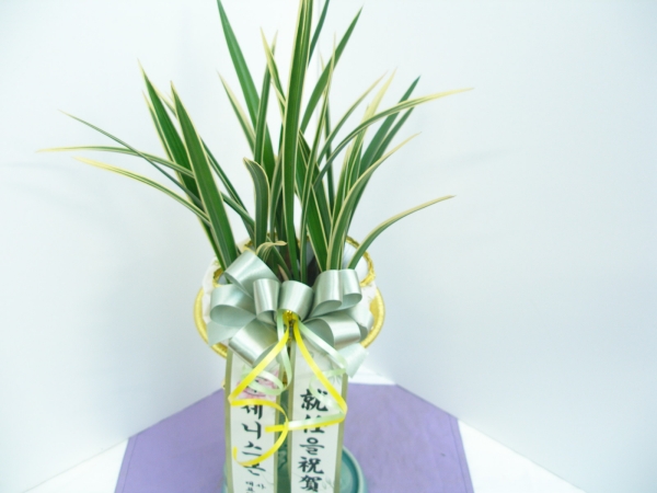 帰ǰ